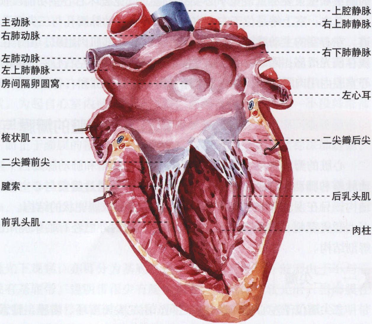 图376 心壁结构模式图-人体解剖组织学-医学